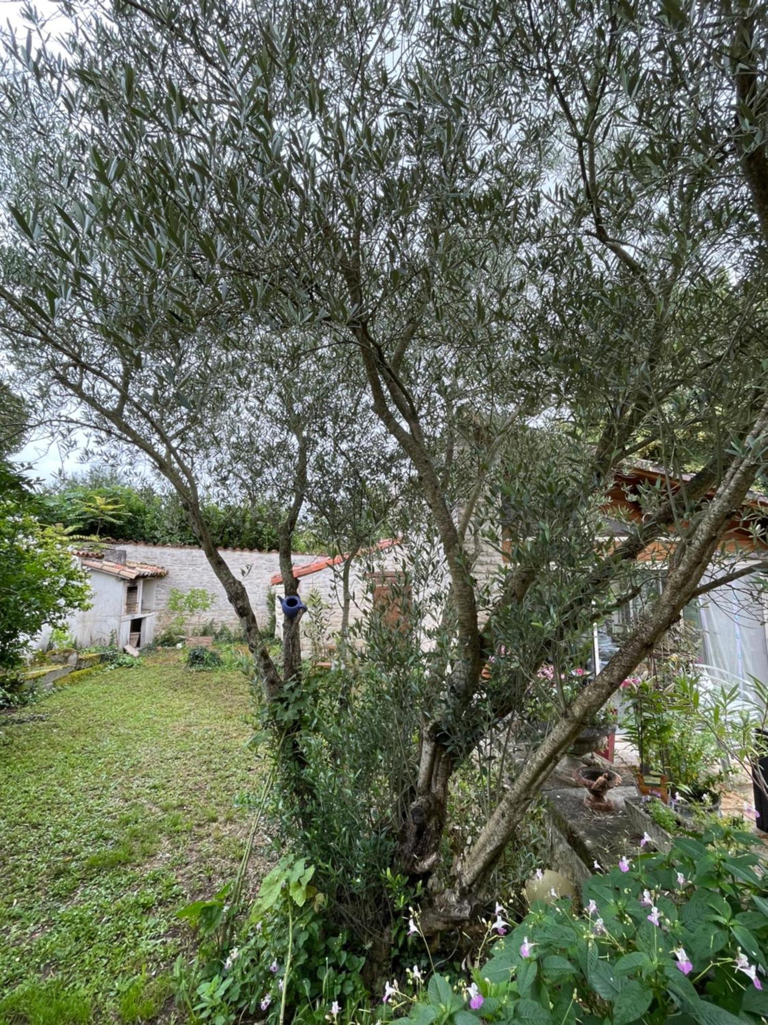 Sous L Olivier Apartment Tusson Luaran gambar